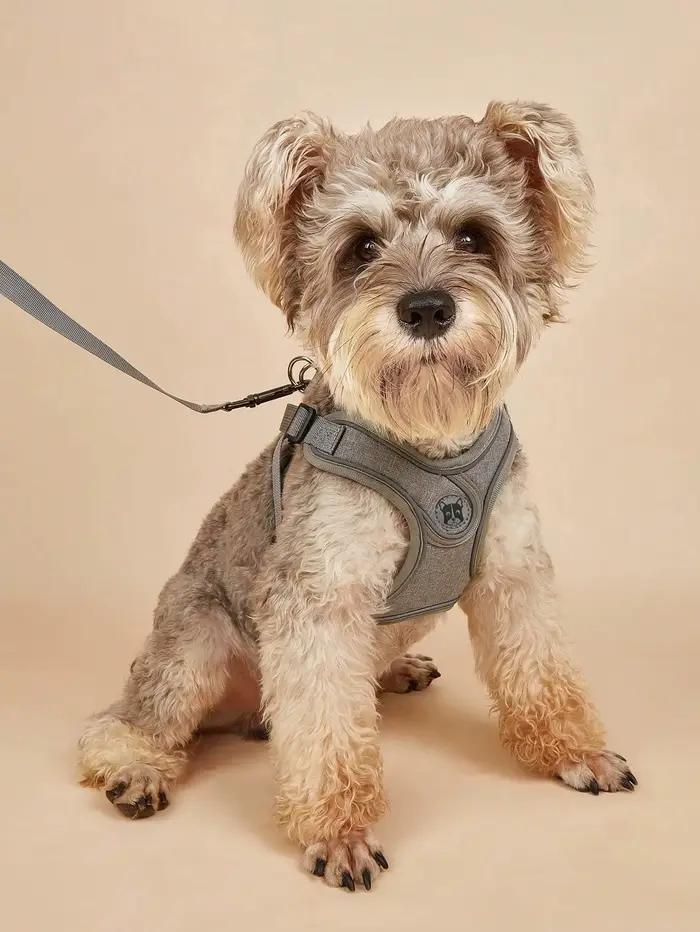 Harnais pour chien pour chiens de petite et moyenne taille, anti-traction, ensemble harnais et laiss