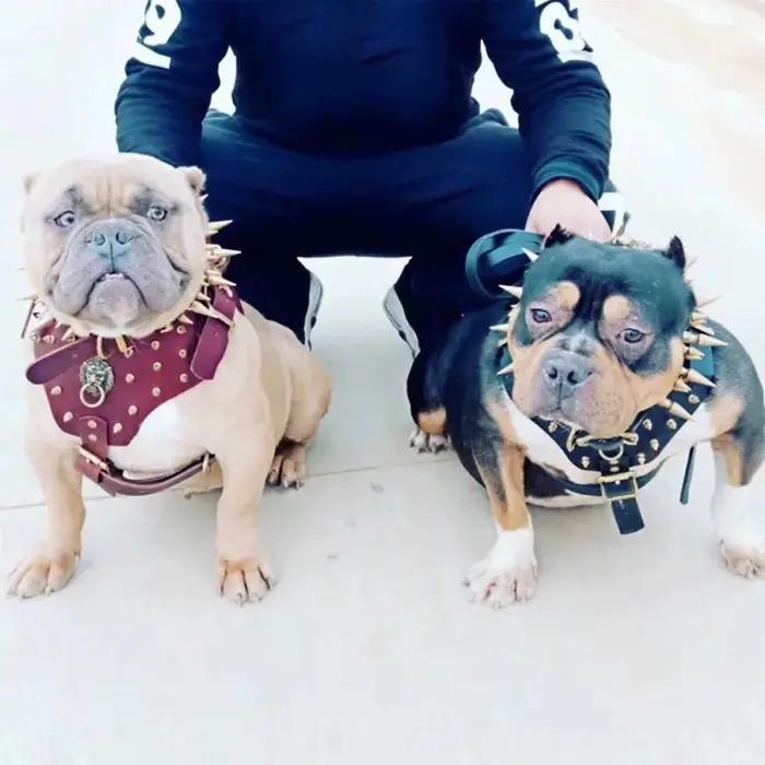 Collier de harnais d'entraînement sportif bouledogue