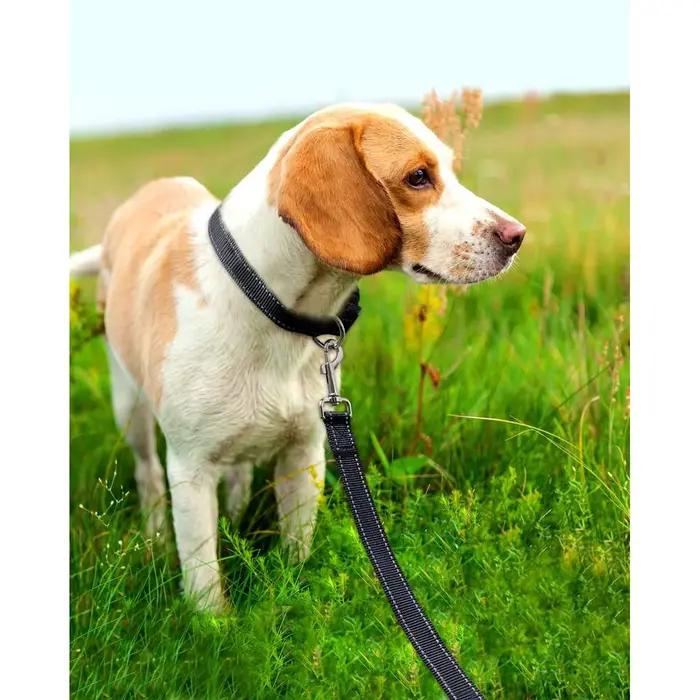 Laisse réfléchissante pour chien – Poignée rembourrée douce pour une formation et une marche confortables – Idéal pour les chiens moyens et petits – Haute visibilité