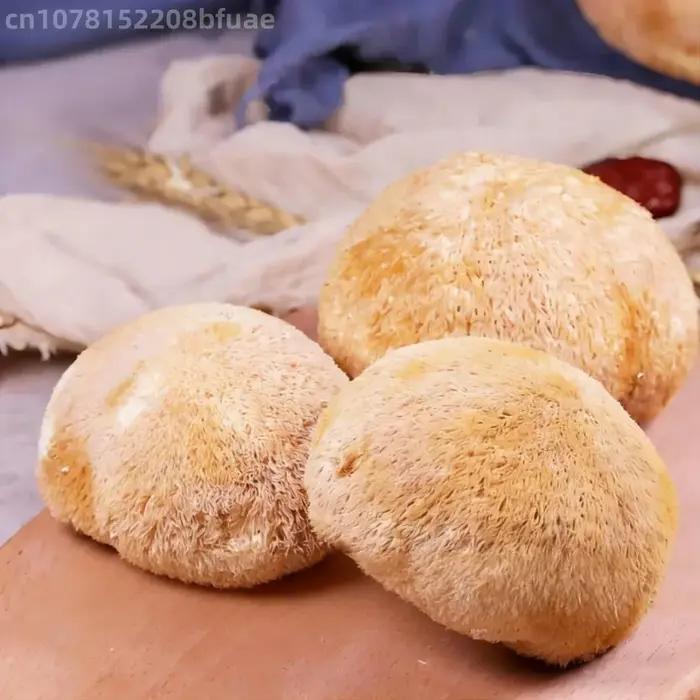 Champignons Crinière de Lion Séchés de Haute Qualité