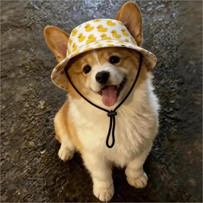 Chapeau pour chien à imprimé mignon