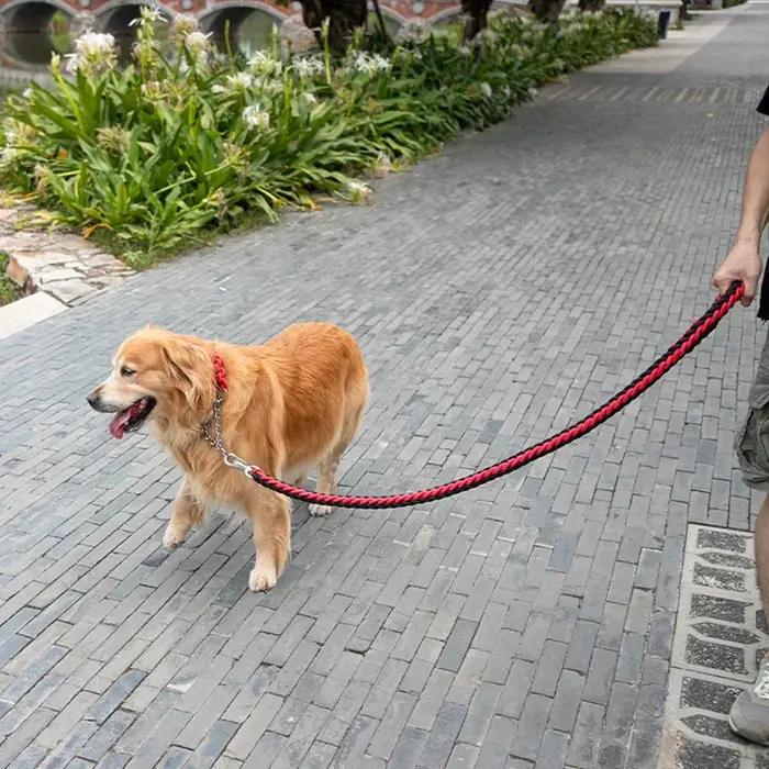 Laisse pour chien de grande taille