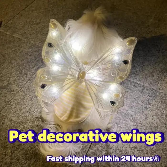 Ailes de chien papillon plonger oyantes