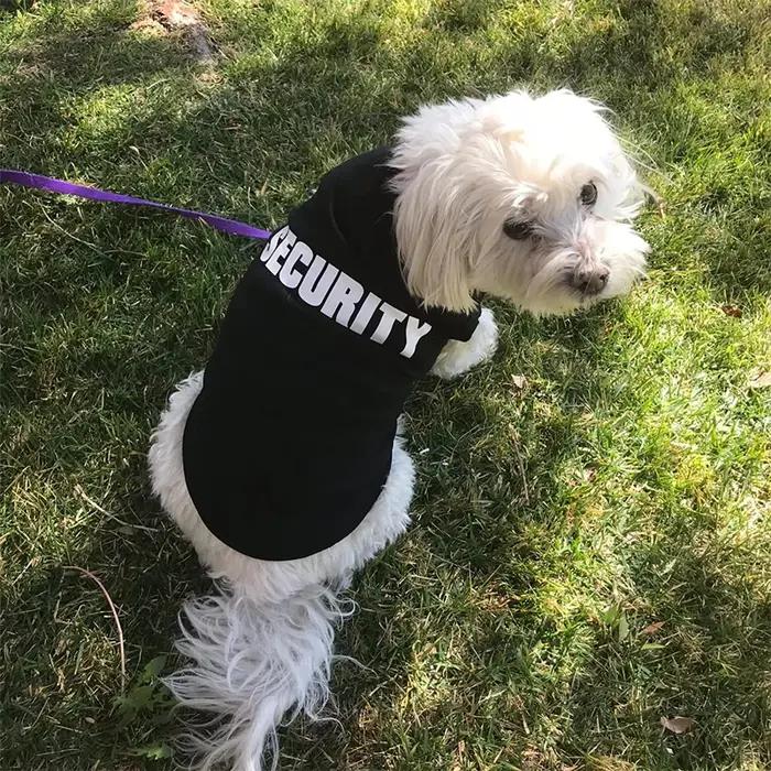 Vêtements de sécurité pour chiens, vêtements d'été pour animaux de compagnie, gilet pour petits chiens, Chihuahua, Yorkshire, chiots, chats, T-shirt pour animaux de compagnie, Costume