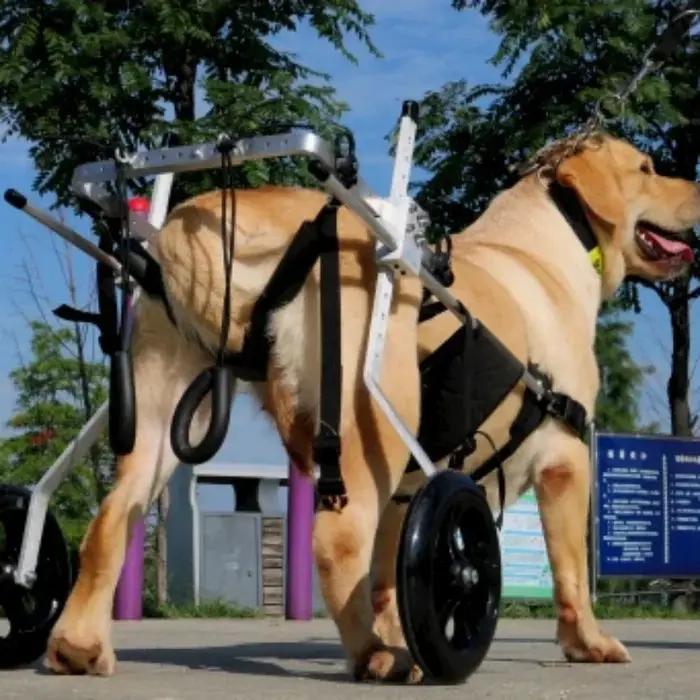 Fauteuil roulant pour chien acier inoxydable aide à la rééducation mobilité paralysie spondylite occasions spéciales
