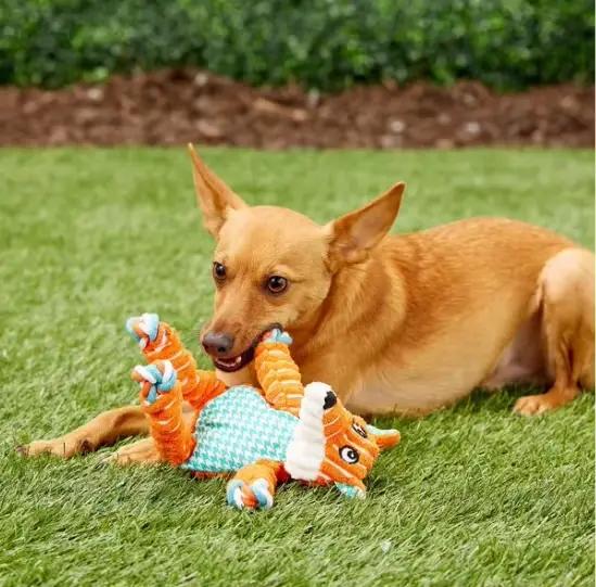 KONG-Jouet à nœuds pour chien, renard
