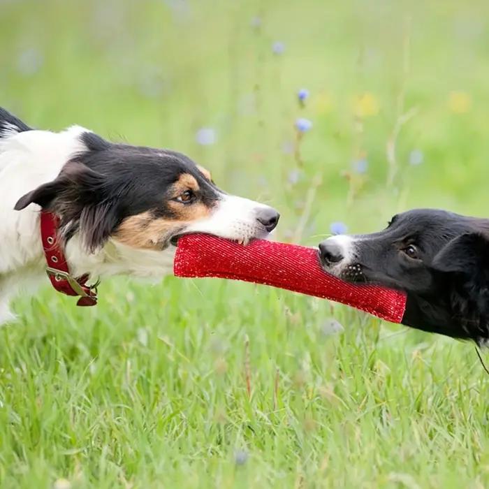 Bâton de morsure d'entraînement pour chien
