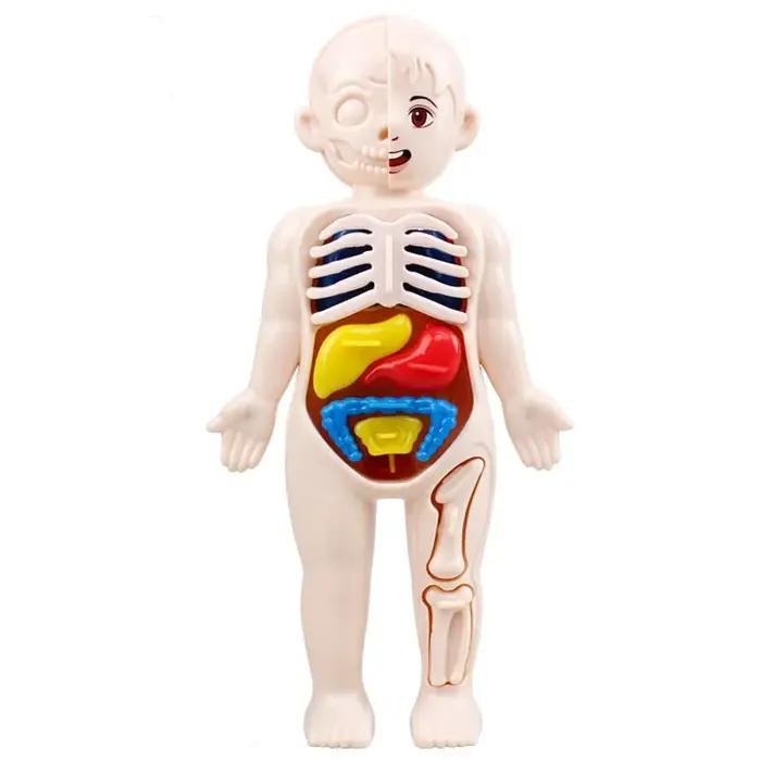 Ensemble de jouets Montessori en anatomie humaine avec 14 pièces pour apprentissage scientifique et développement de la curiosité chez les enfants et adolescents