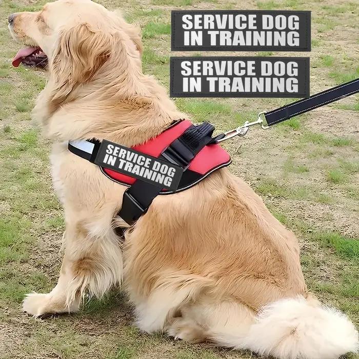 Étiquettes d'identification personnalisées pour chien