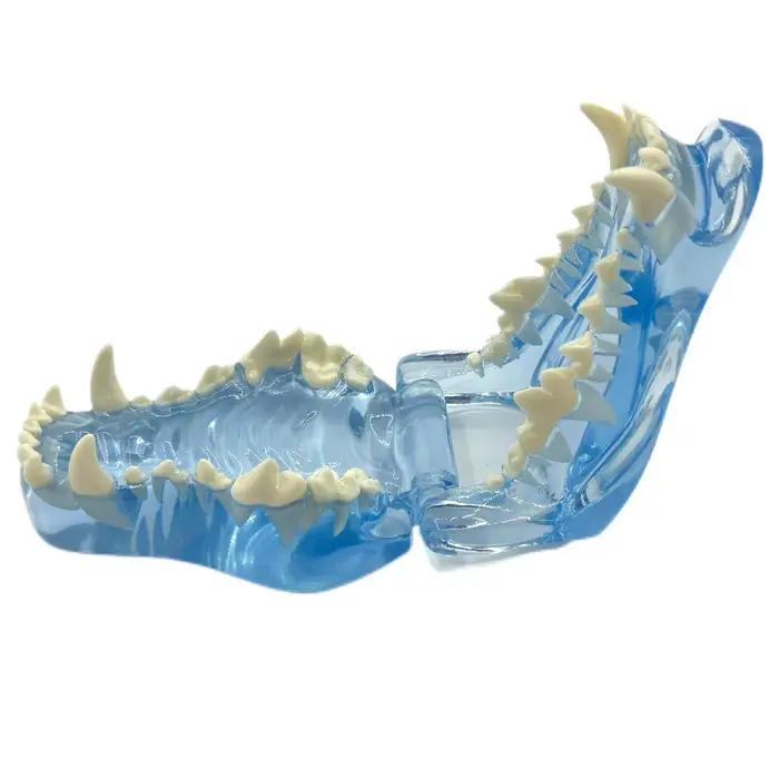 Dents de chien et de chat claires, modèle anatomique, mâchoire orale d'animal dentaire pour l'éducation, canine, bureau vétérinaire, décoration Unique, démo