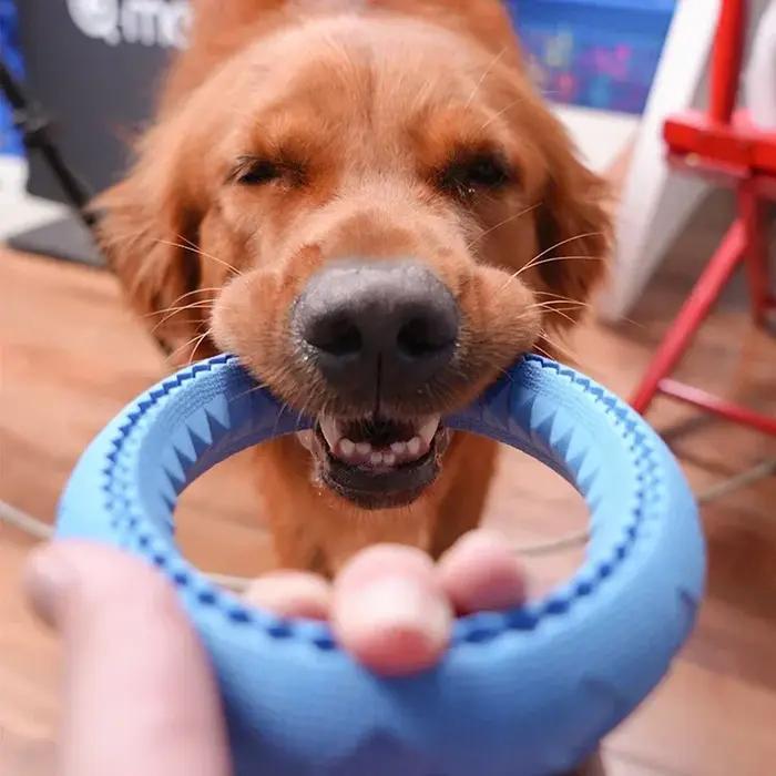 Anneau d'entraînement pour chien