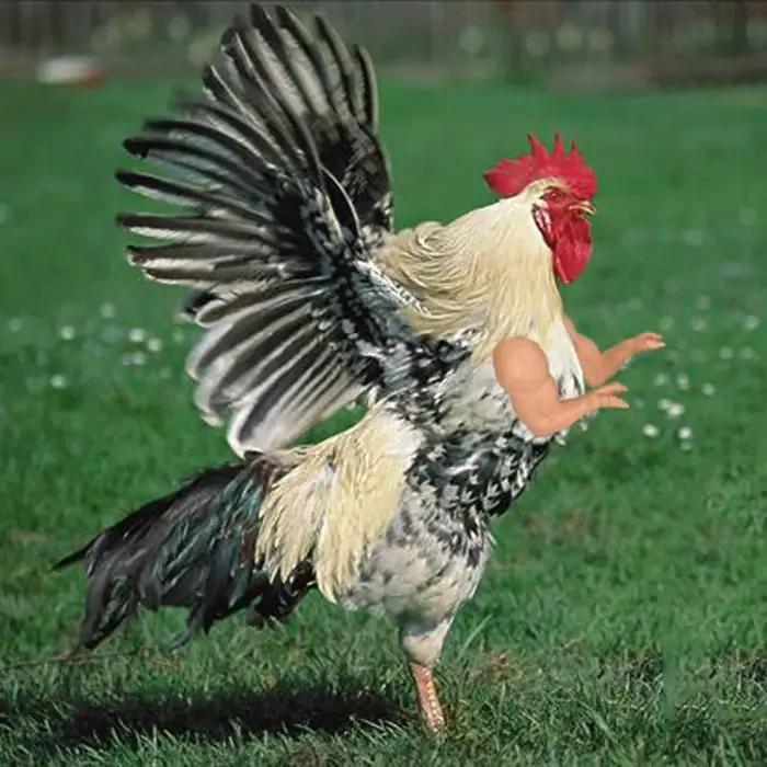 Jouets amusants en forme de bras de poulet de combat