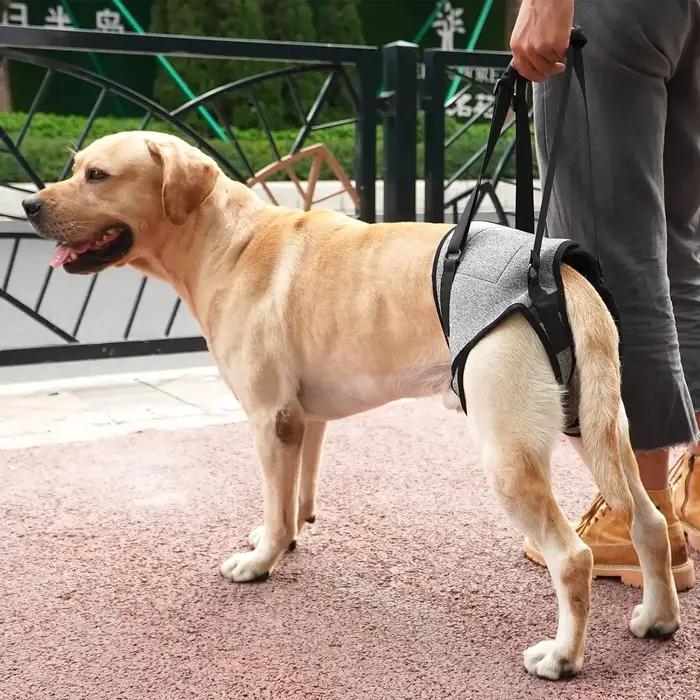 Sangle de Jambe de Chien Pour Invalidité Couverture Abdominale Solide Aide à la Marche Postopératoire Convalescence Assistance Post-Chirurgicale Occasions Spéciales