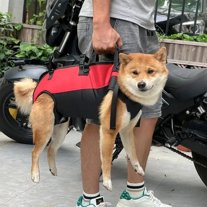 Sac à dos pour chien de cyclisme en plein air pour animaux de compagnie