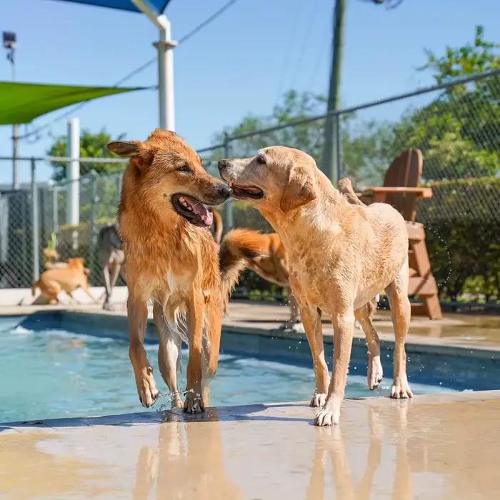 Piscine Portable avec tampon anti-éclaboussures pour chiens