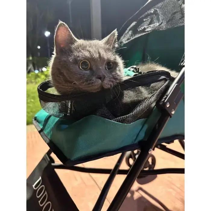 Poussette pour animaux de compagnie, petite et moyenne taille, pour chiens et chats, légère, détachable, pliable, à la mode, chariot de transport de voyage en plein air