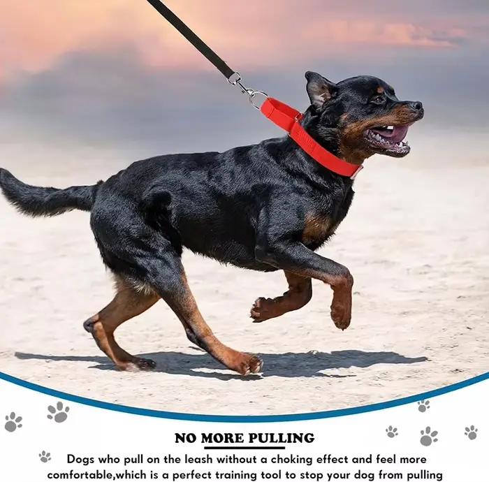 Collier de chien Martingale