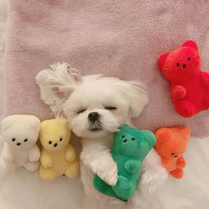 Jouets grinçants mignons pour petits chiens