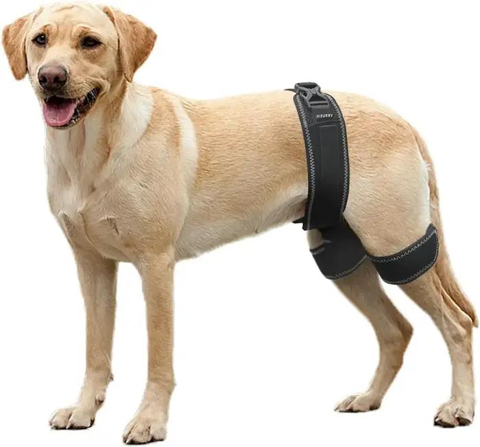 Orthèse orthopédique de hanche de chien, Support pour la dysplasie de la hanche, soulage la douleur,