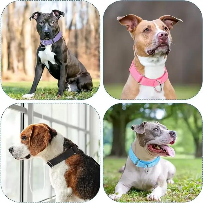 Collier de chien Martingale