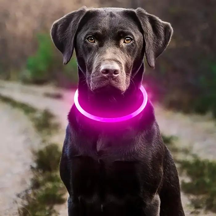 Collier de chien lumineux LED
