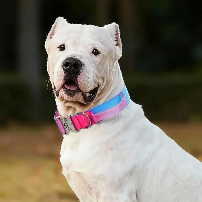 Ensemble collier et laisse d'entraînement pour chien de taille moyenne à grande, pour Dogo Argentino Doberman Pinscher, accessoire pour animaux de compagnie en plein air