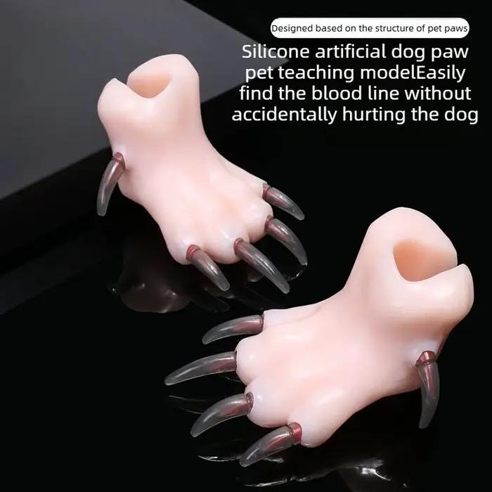 Modèle réaliste de patte de chien pour l'entraînement des toileteuses débutantes pour la coupe des ongles