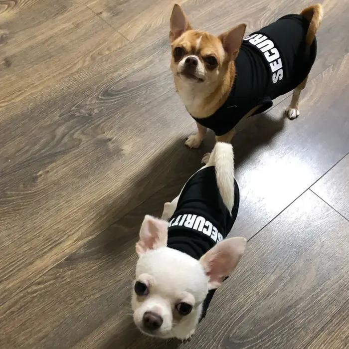Vêtements de sécurité pour chiens, vêtements d'été pour animaux de compagnie, gilet pour petits chiens, Chihuahua, Yorkshire, chiots, chats, T-shirt pour animaux de compagnie, Costume