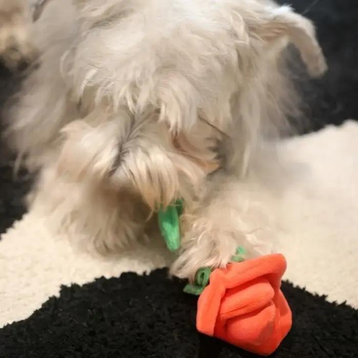 Jouets pour chiens comparés à l'ours