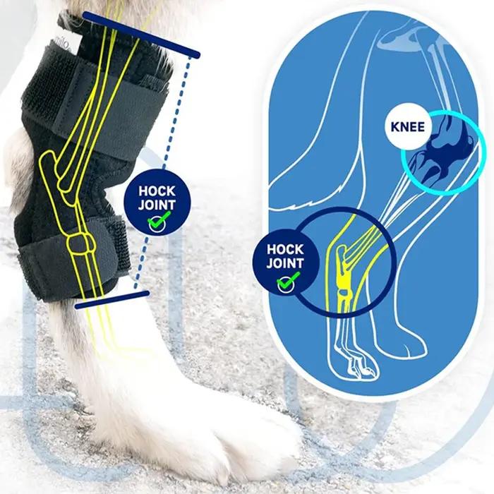 Protège-Genou pour Chien : Bandage de Soutien pour Arthrite