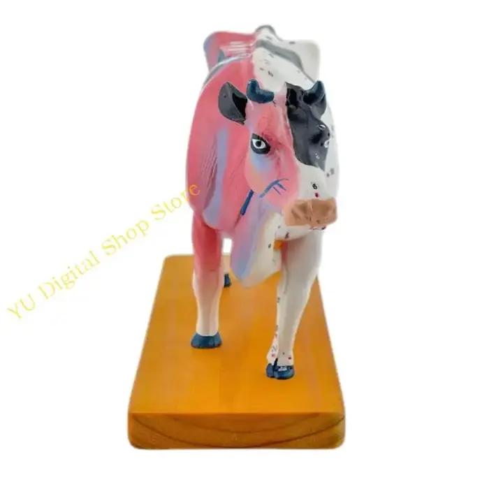 96ba Animal Anatomy Modèle bovins ANATOMIE MODÈLE MODÈLE ORGANS PROP