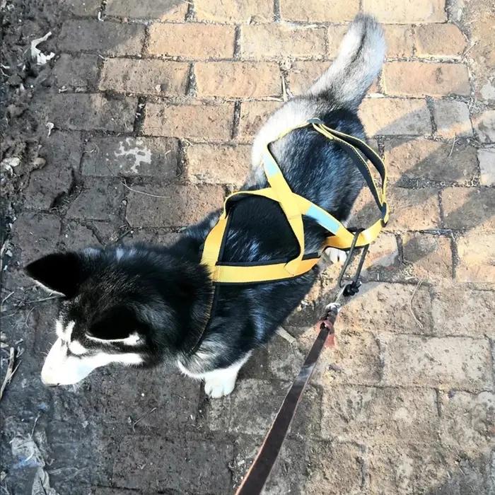 Harnais de traîneau pour grands chiens de haute qualité