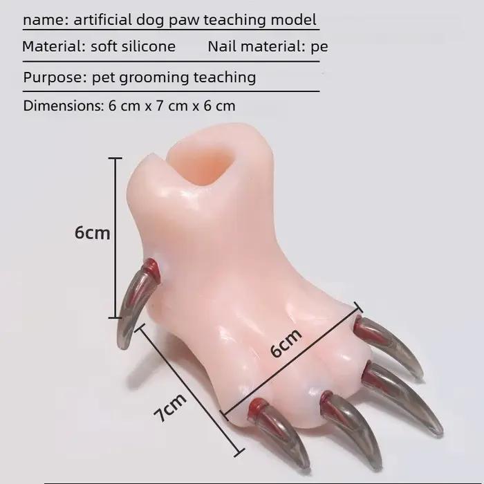 Modèle réaliste de patte de chien pour l'entraînement des toileteuses débutantes pour la coupe des ongles