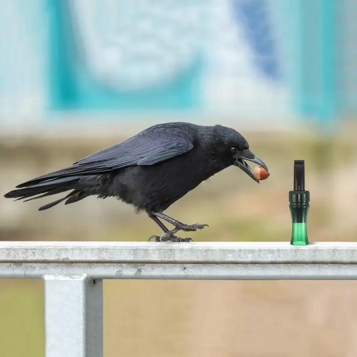 Sifflet corbeau bionique naturel - Pour chasse et observation ornithologique en extérieur