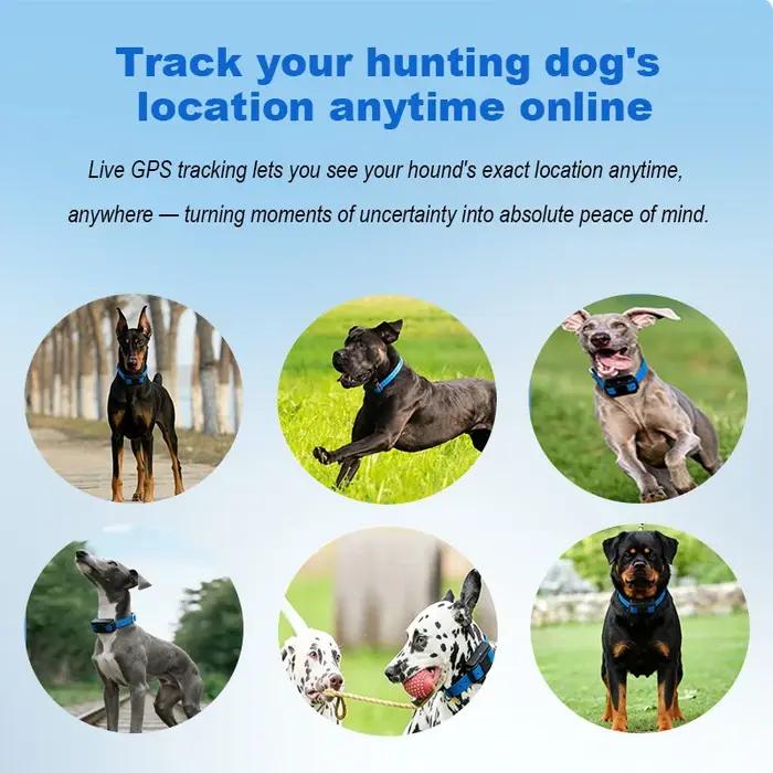Collier GPS pour chien de chasse