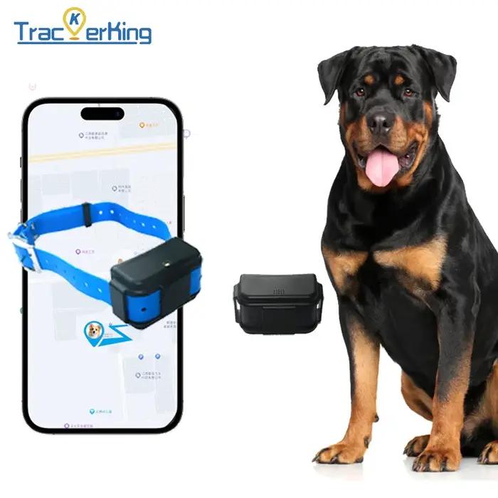 Collier GPS pour chien de chasse