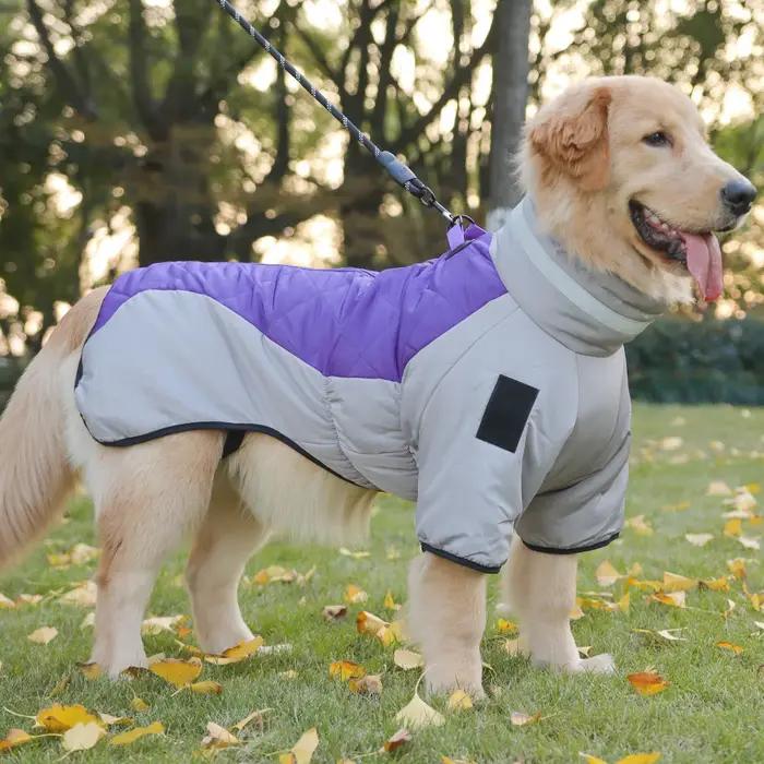 Golden Labrador Retriever – combinaison imperméable pour chien