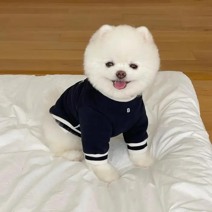 Vêtements chauds d'hiver pour chiens de compagnie