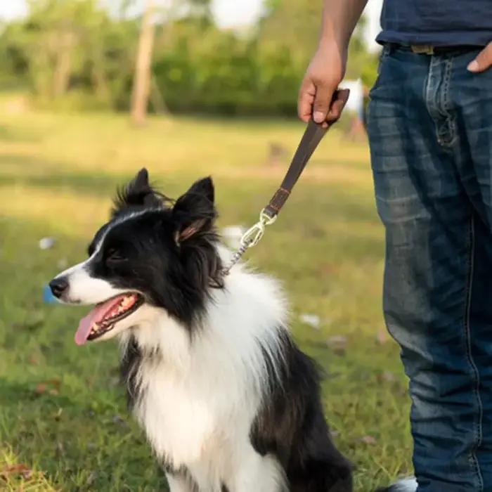 Laisse de trafic en cuir véritable pour chiens