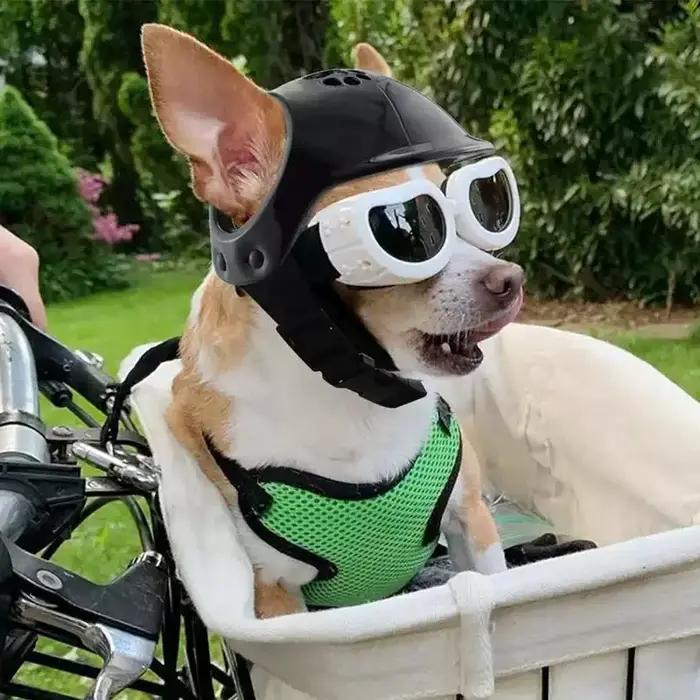 Casques pour animaux de compagnie