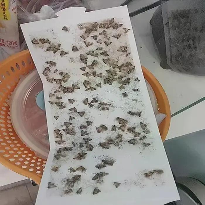 (HMA23) Pièges à mites adhésifs pour cuisine et vêtements avec phéromones