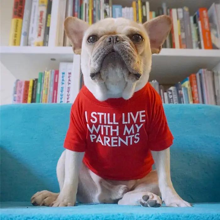 Vetement respirant en tissu pour chiens petite taille printemps etete design unique lettres douces imprimées style mode occassions speciales