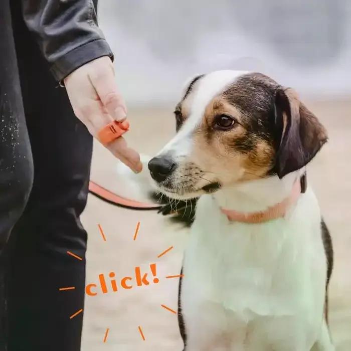 Nouveau anneau Clicker Pet Mini doigt Clickers équipement de formation obéissance hochet formateur Clicker formation hochet fournitures pour animaux de compagnie
