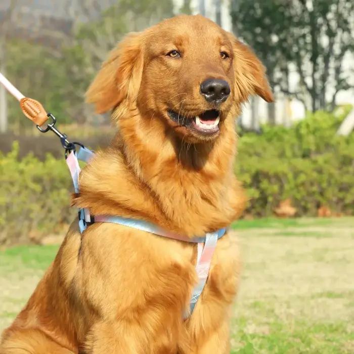 Poitrine pour chien harnais pour chiens petit chien laisse fournitures pour animaux de compagnie chiot accessoires colliers harnais laisses collier pour animaux de compagnie