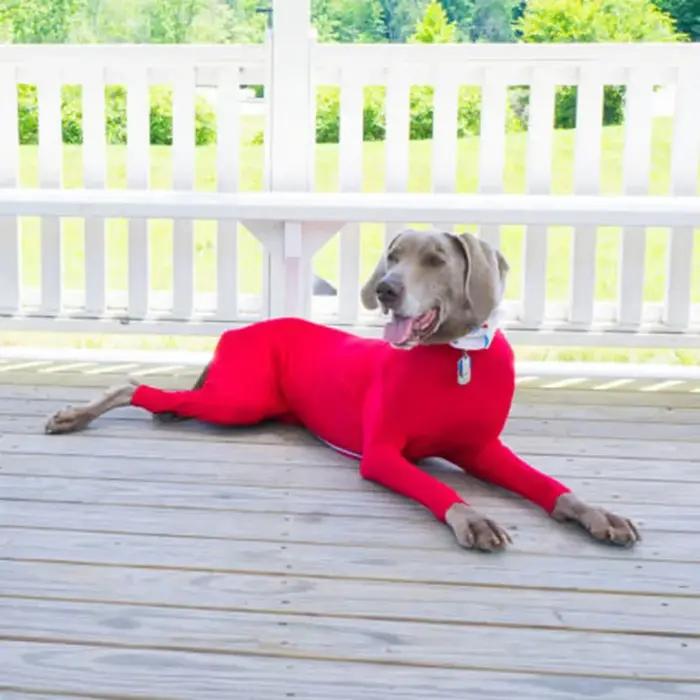 Combinaison de récupération chirurgicale pour chiens après chirurgie body Anti-perte pyjama à manches longues avec jambes pour chiens confort protection convalescence récupération phẫumie