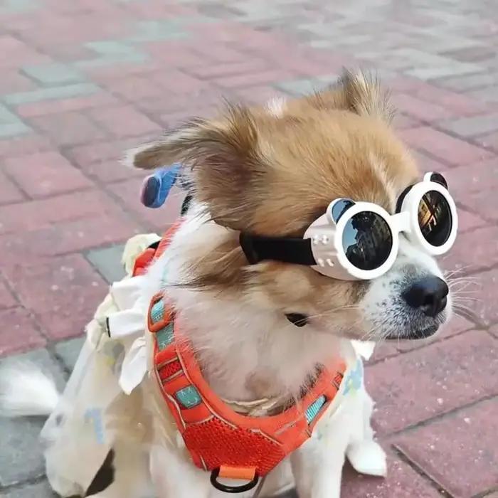 Lunettes de soleil anti-UV pour chien