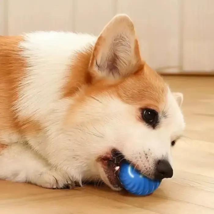 Jouet de balle de saut intelligent pour chiens, balle automatique en caoutchouc non toxique pour jouer et mordre, occasion spéciale pour chiots et chiens