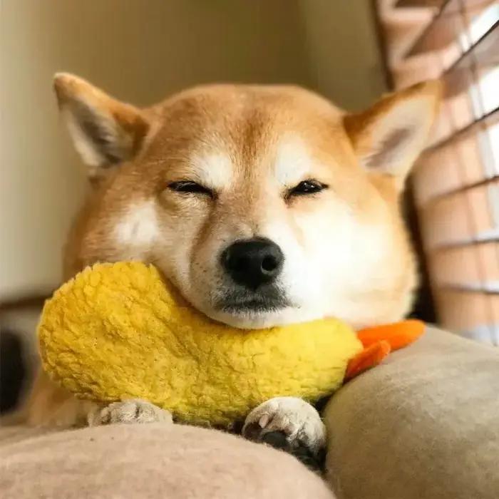 Jouet en peluche mignon pour animal de compagnie