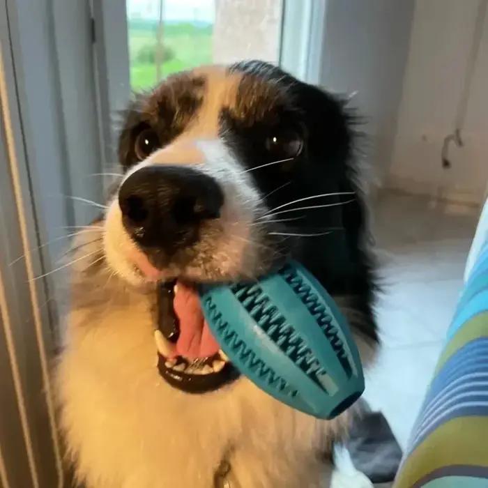 Jouets à mâcher en caoutchouc naturel pour chiens de différentes tailles et couleurs pour la santé bucco-dentaire et le plaisir de jouer