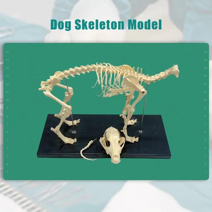 Modèle de squelette de chien